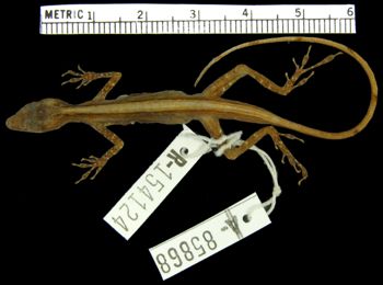 Media type: image; Herpetology R-154124